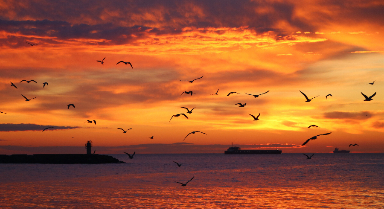 土耳其泰基尔达日出时分海鸥飞翔