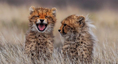 南非：猎豹面对相机淘气可爱
