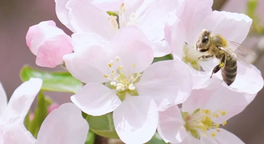 重慶：垂絲海棠盛放 書香與花香交織