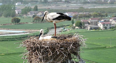 江蘇高郵：濕地公園成鳥兒樂園