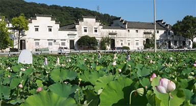 賞荷經濟帶動鄉村游