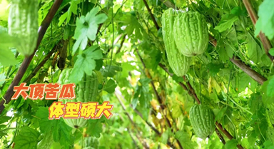 夏季宜吃“苦” 大顶苦瓜喜获丰收