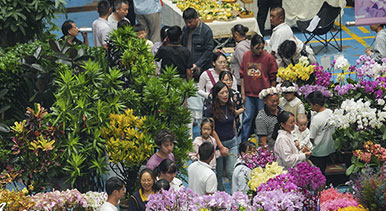 雲南昆明：斗南花市鮮花俏銷