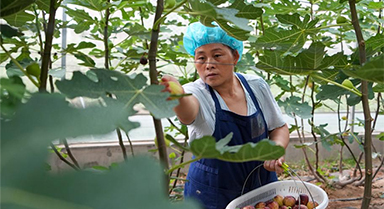 山东新泰：无花果进入收获期