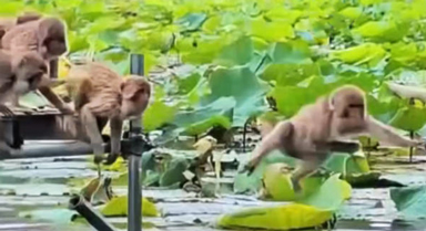 云南普者黑景区猕猴列队跳水