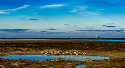 江苏东台:盐蒿红 秋色美
