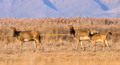 黄河湿地 呦呦鹿鸣