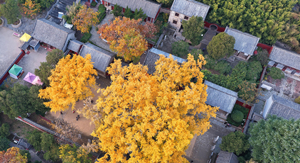 千年銀杏樹進入最佳觀賞期