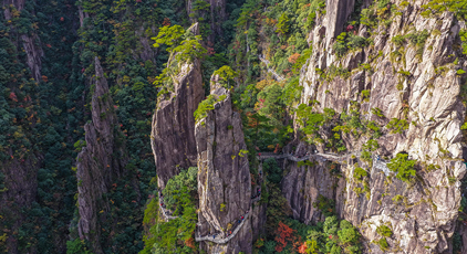 安徽黃山:峰林盡染秋意濃