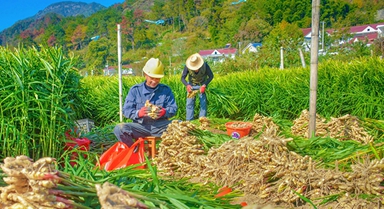 安徽岳西：小黄姜 喜丰收