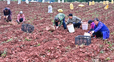 四川仁寿：紫薯喜丰收