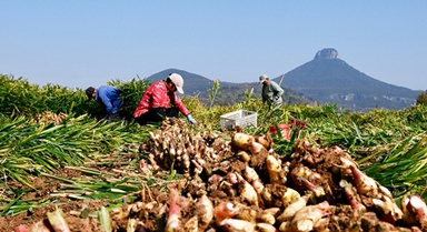 山東棗庄：收獲黃姜