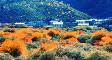 色彩斑斓 初冬香格里拉竟然这么美