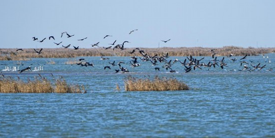 黄河口“鸟浪”见证中国生态担当