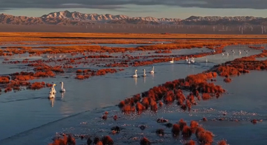 甘肃酒泉:成群天鹅在湿地游弋觅食
