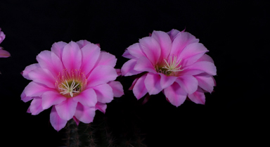 延時攝影看仙人球開花似仙子跳舞