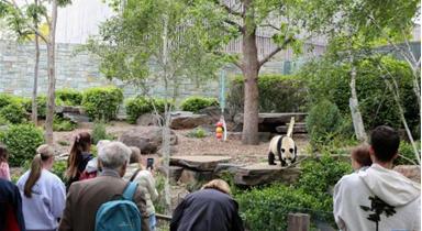 探訪旅居澳大利亞的大熊貓
