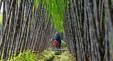 广西柳州:果蔗采收忙