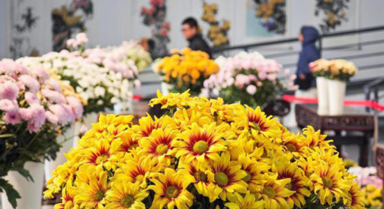 千余盆精品菊花汇聚一堂争奇斗艳
