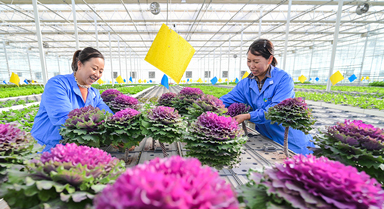 新疆昌吉：智慧農業促發展