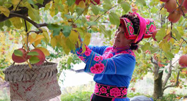 四川茂縣：蘋果成“致富果”