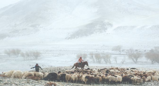 風雪轉場路 護牧情更濃