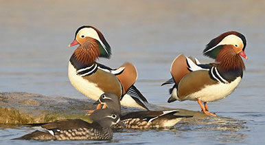 山東青州:鴛鴦戲水