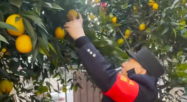 保安大爺幫萌娃摘橘子忙不過來