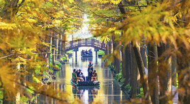 江蘇興化：濕地公園冬景如畫