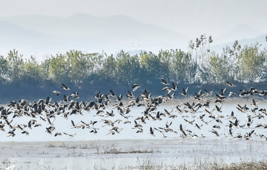 安徽枞阳:候鸟翔集