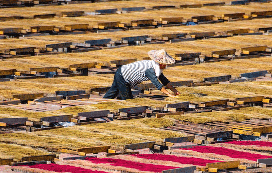 福建永春:冬日晒香