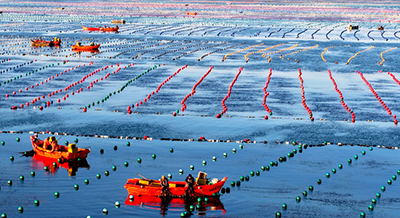 海洋牧場作業忙