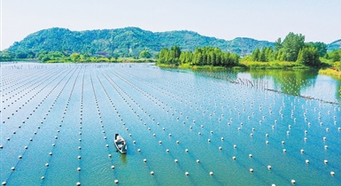 珍珠裡的生態智慧