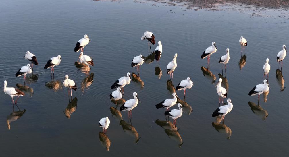 东方白鹳沿海湿地舞蹁跹
