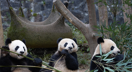 四川都江堰:大熊猫憨态可掬惹人爱