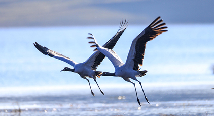 云南昭通:黑颈鹤湿地越冬