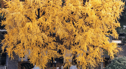 江蘇揚州:初冬賞銀杏