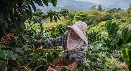 雲南普洱：咖啡田的豐收時光