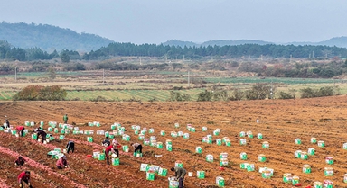 湖南道縣:採收紅薯