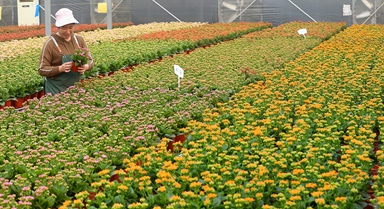 “花卉經濟”助力鄉村振興