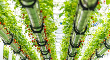 安徽六安：體驗採摘“空中”草莓