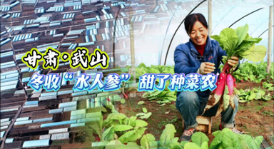 甘肅武山:冬收"水人參" 甜了種菜農