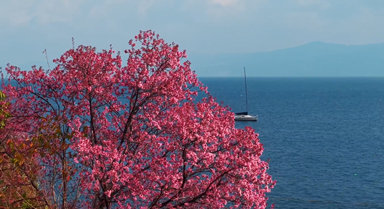 雲南撫仙湖畔下起粉色櫻花“雪”