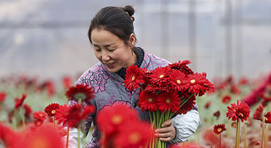 贵州玉屏：采摘非洲菊迎新年