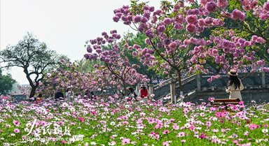 广西南宁：冬日花开满校园
