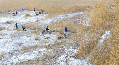 甘肃张掖：万亩芦苇收割忙