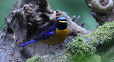雨林裡的小確幸︱“飄海”的鳥塘