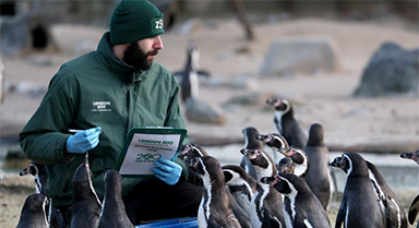 倫敦動物園進行動物年度盤點