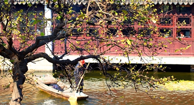 江苏苏州:蜡梅绽放