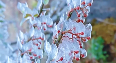 云南丘北:冬日限定“冰晶森林”上线